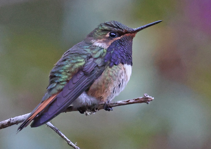 Scintillant Hummingbird