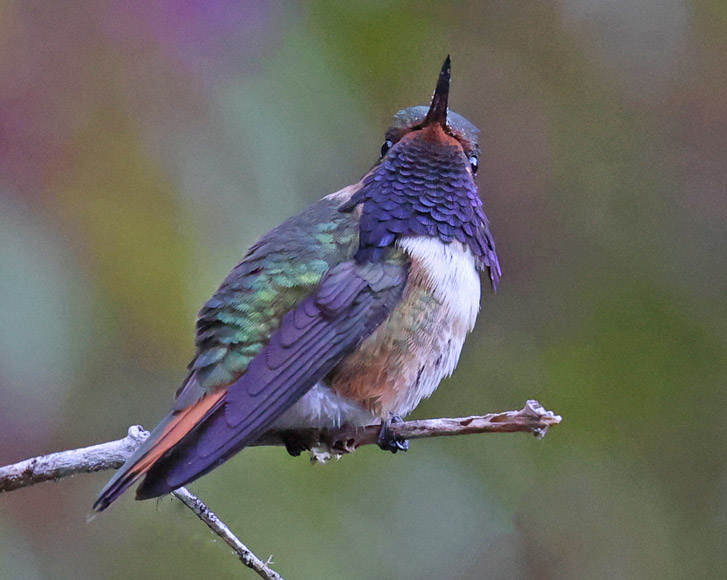 Scintillant Hummingbird