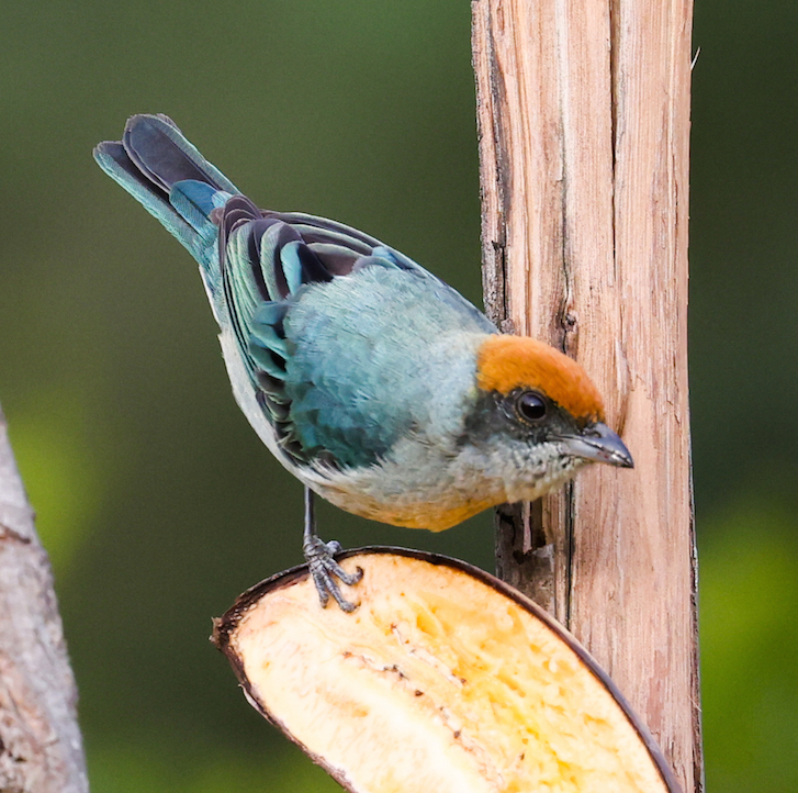 Scrub Tanager