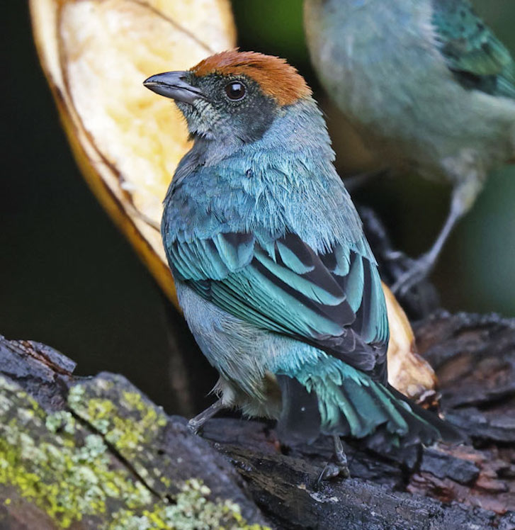 Scrub Tanager