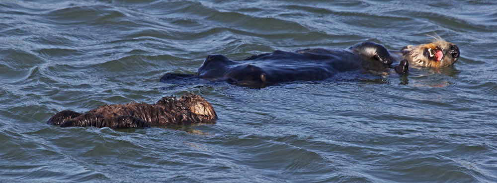 Sea Otter