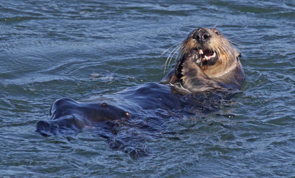 Sea Otter