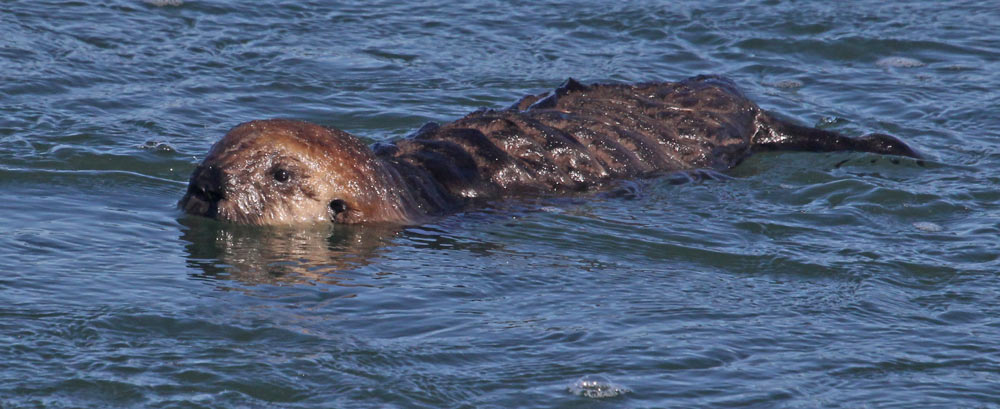 Sea Otter
