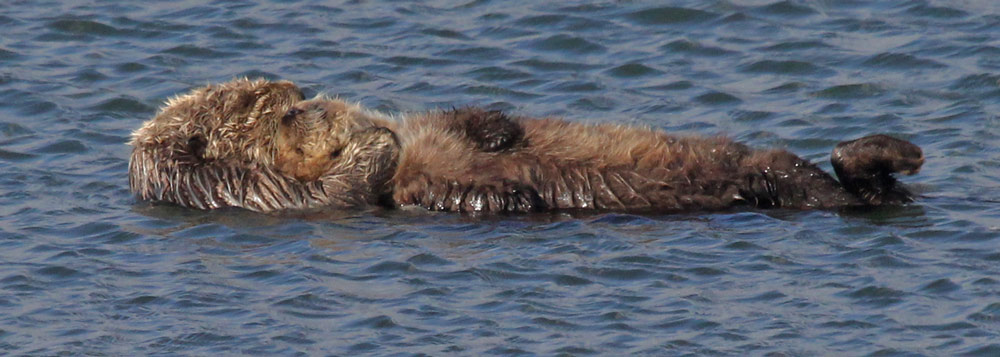 Sea Otter
