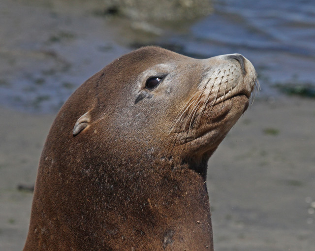 California Sea Lion