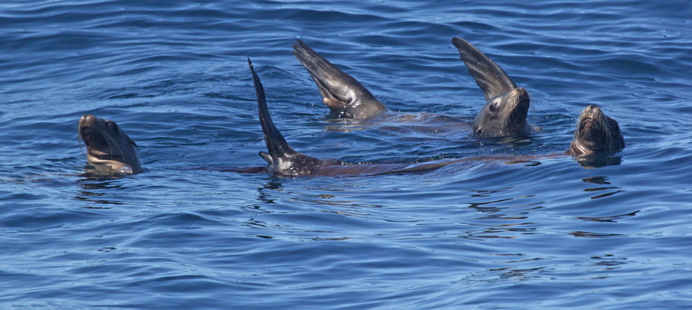 California Sea Lion