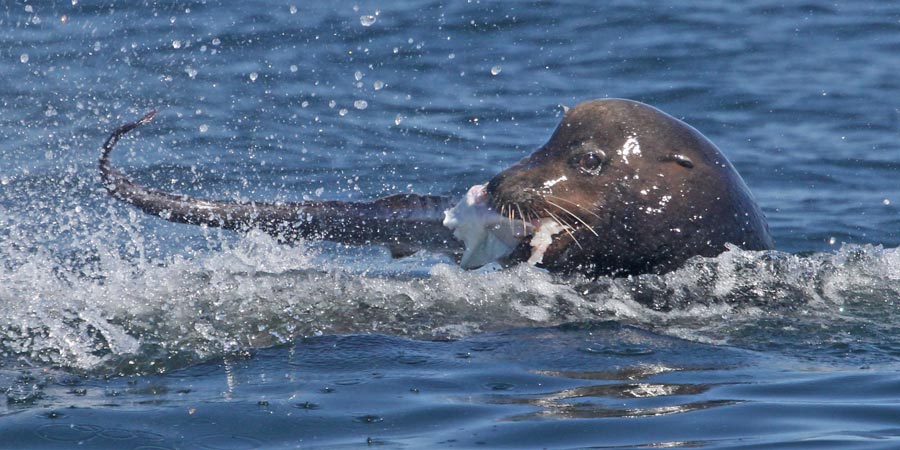 California Sea Lion