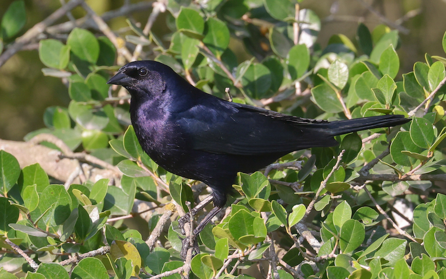 Shiny Cowbird