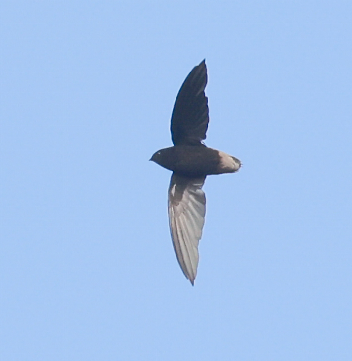 Short-tailed Swift