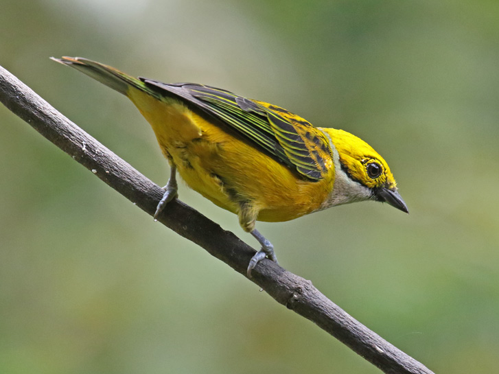 Silver-throated Tanager