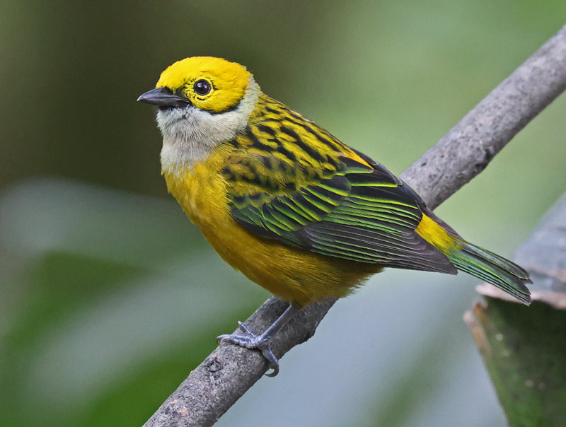 Silver-throated Tanager