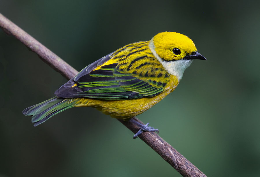 Silver-throated Tanager