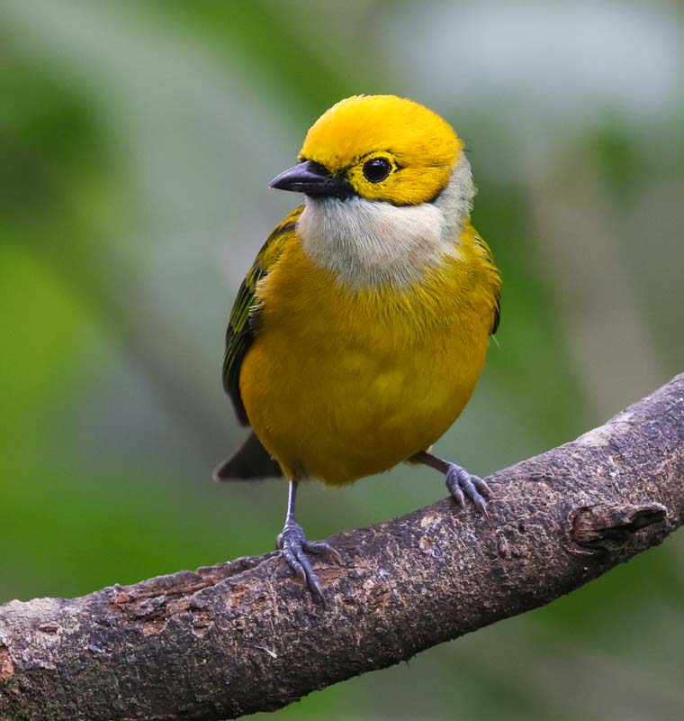 Silver-throated Tanager