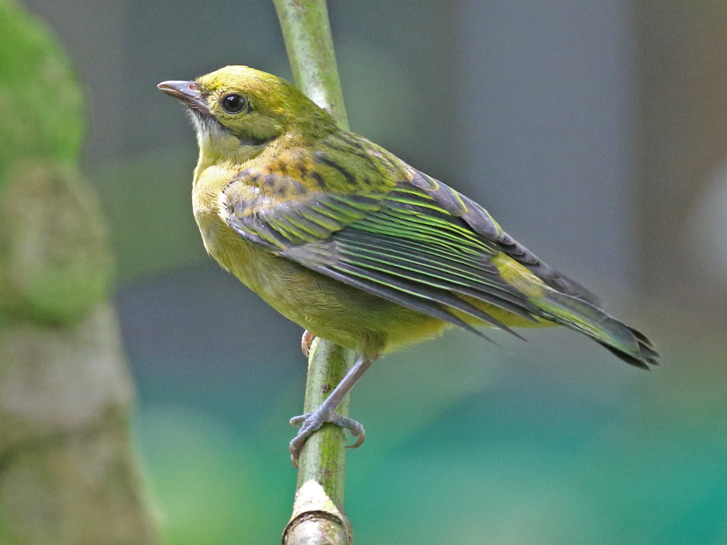 Silver-throated Tanager