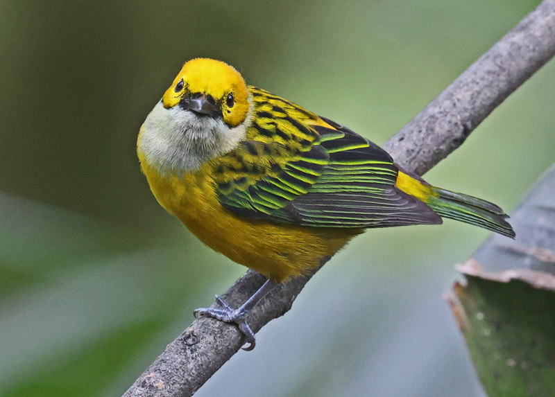 Silver-throated Tanager