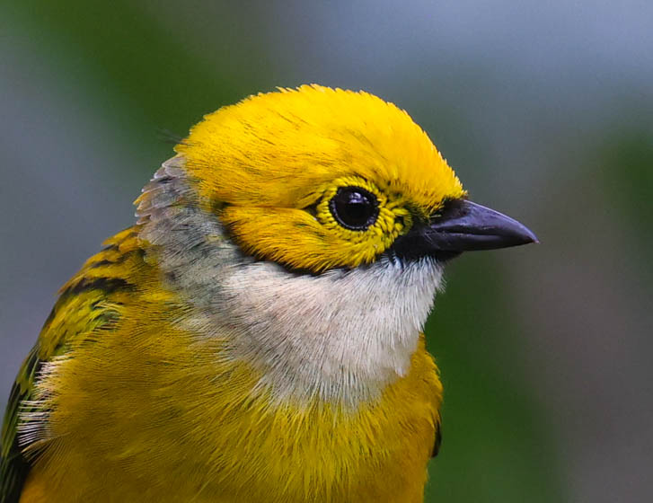 Silver-throated Tanager