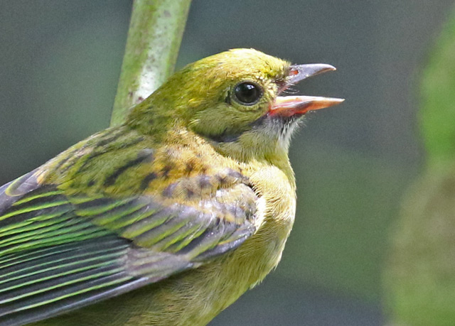 Silver-throated Tanager