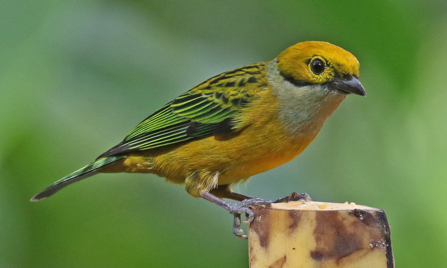 Silver-throated Tanager