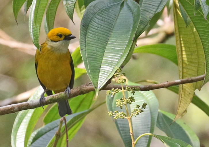 Silver-throated Tanager