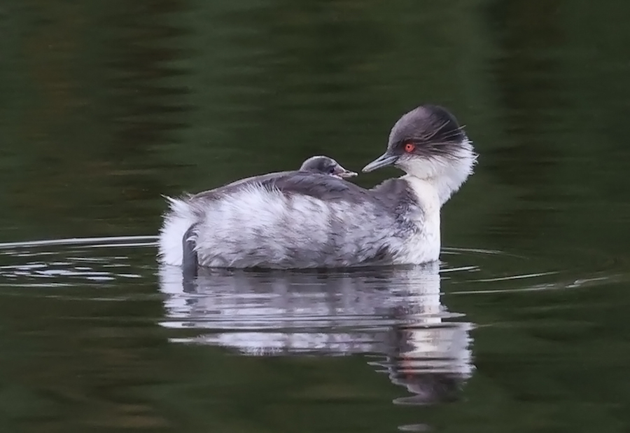 Silvery Grebe