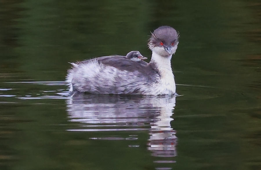 Silvery Grebe