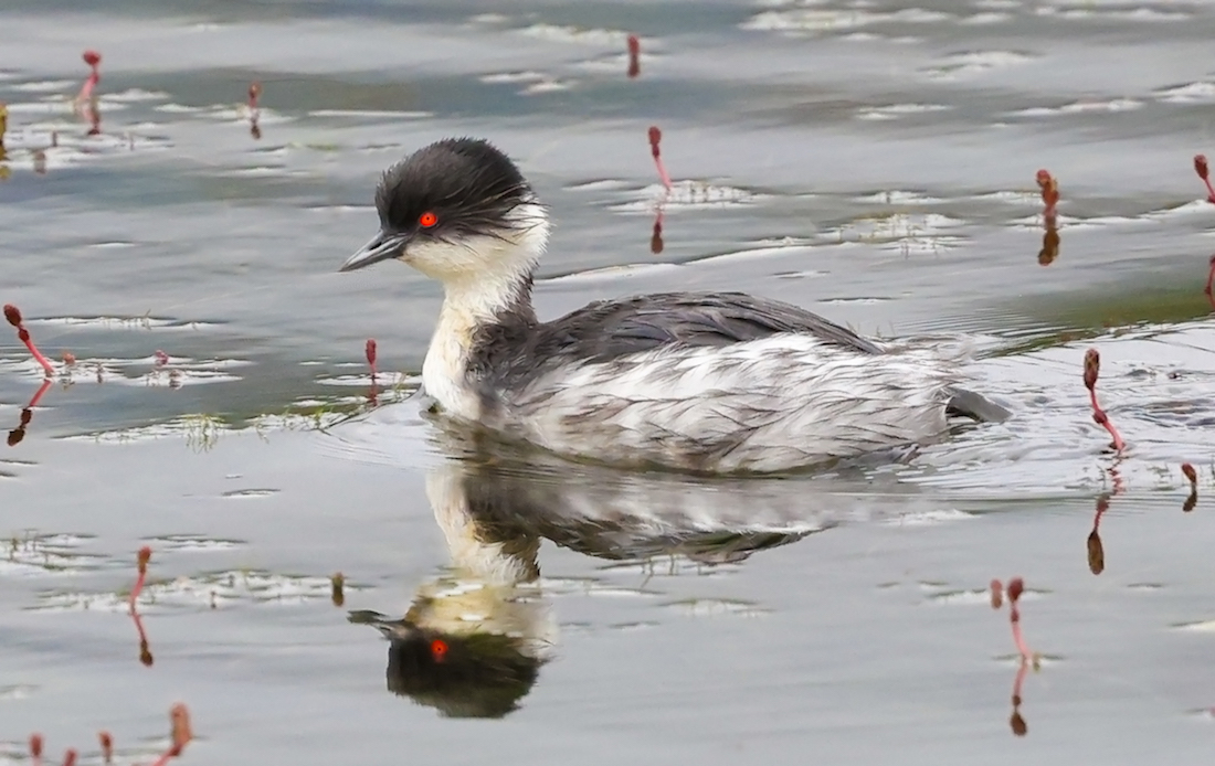 Silvery Grebe