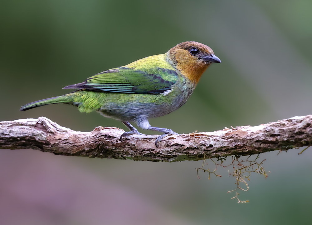 Silvery Tanager