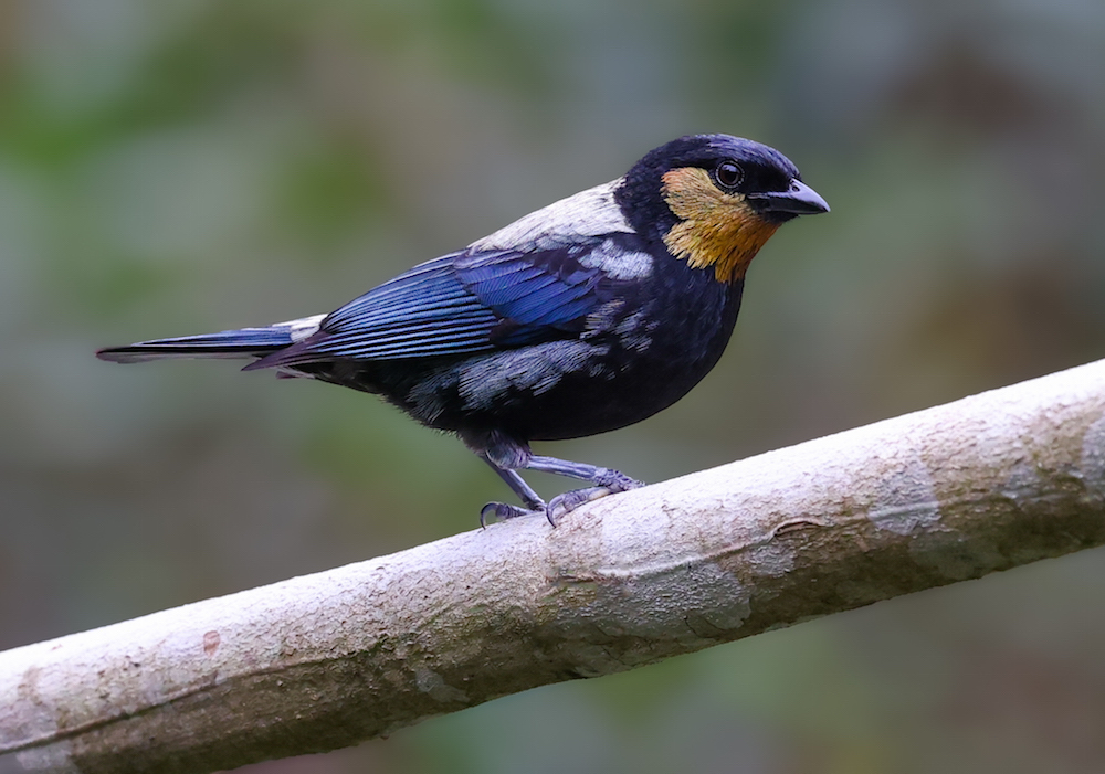 Silvery Tanager