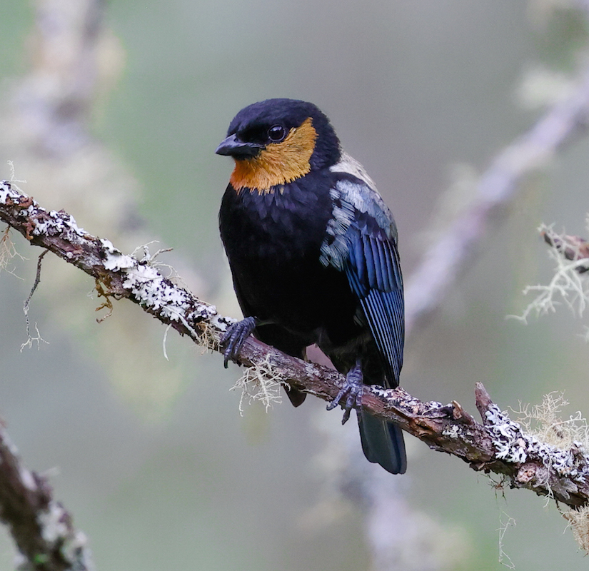 Silvery Tanager