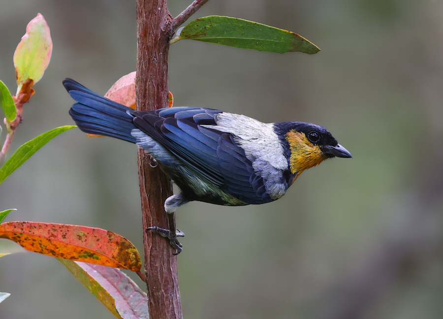 Silvery Tanager