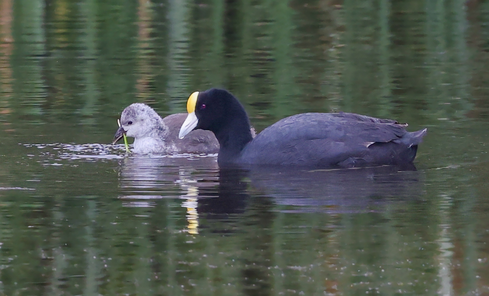 Slate-colored Coot