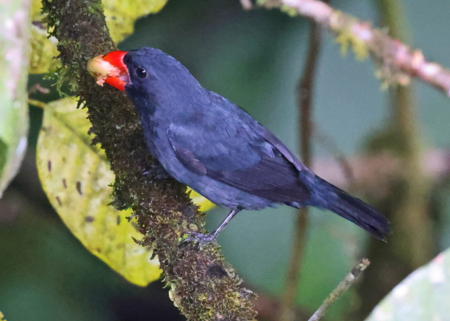 Slate-colored Grosbeak