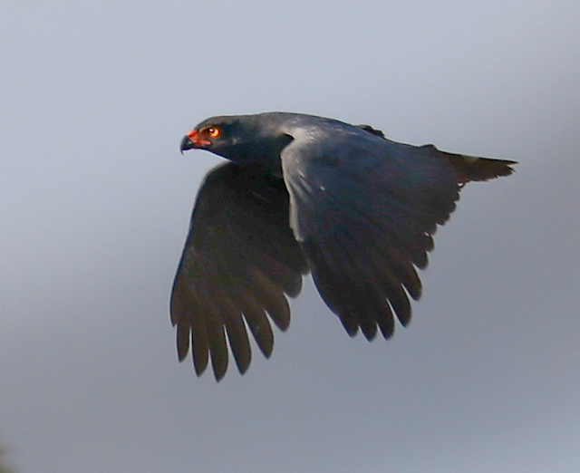 Slate-colored Hawk