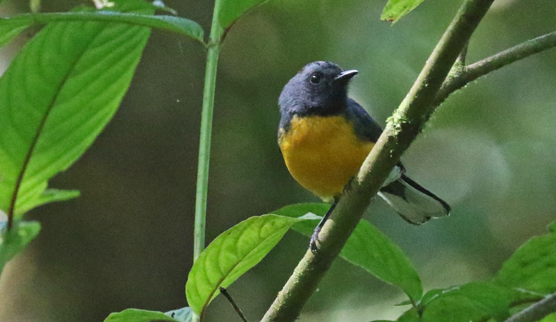 Slate-throated Redstart