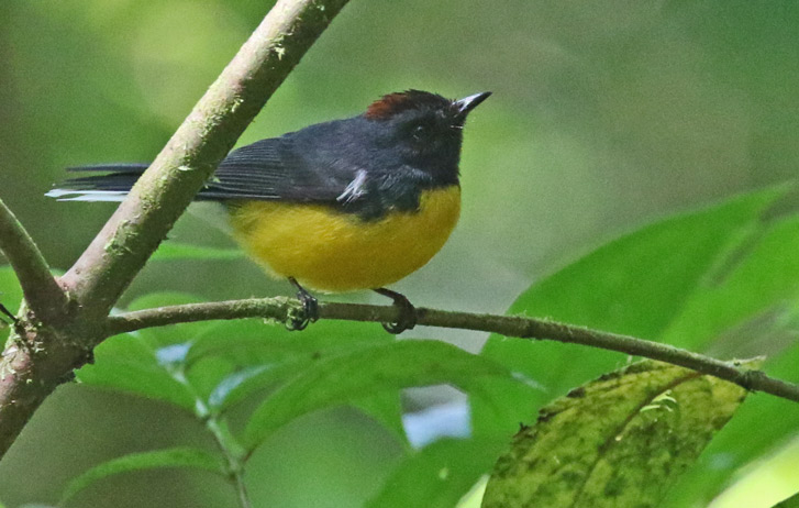 Slate-throated Redstart
