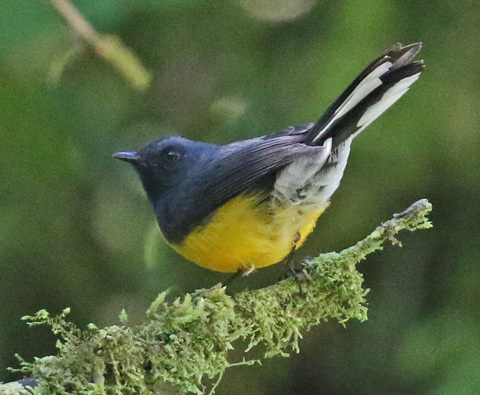 Slate-throated Redstart