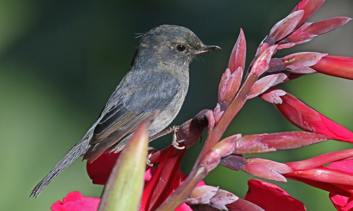 Slaty Flowerpiercer
