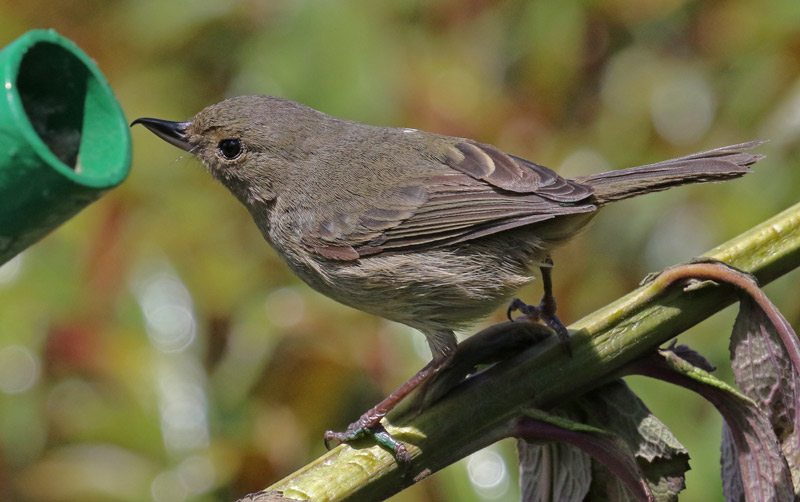 Slaty Flowerpiercer