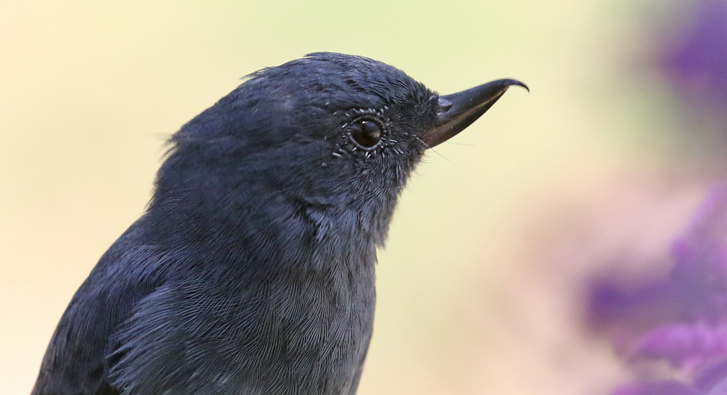 Slaty Flowerpiercer