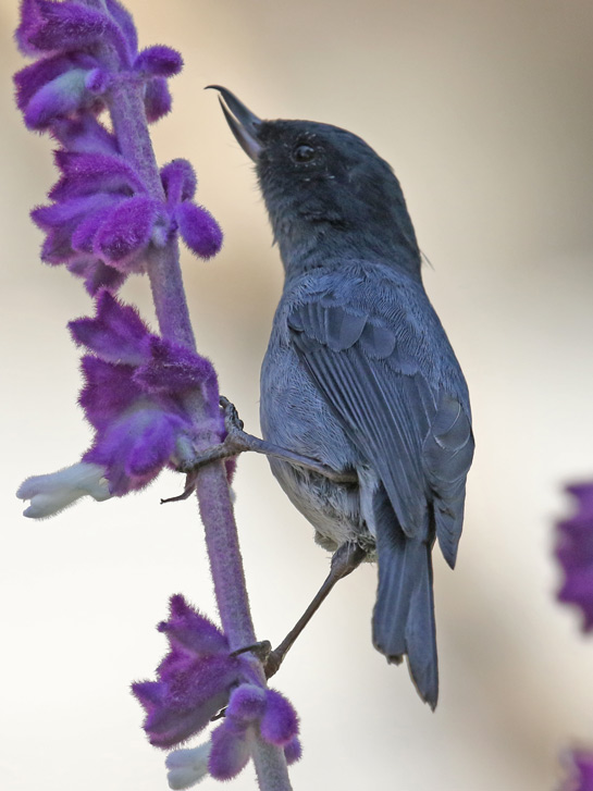 Slaty Flowerpiercer