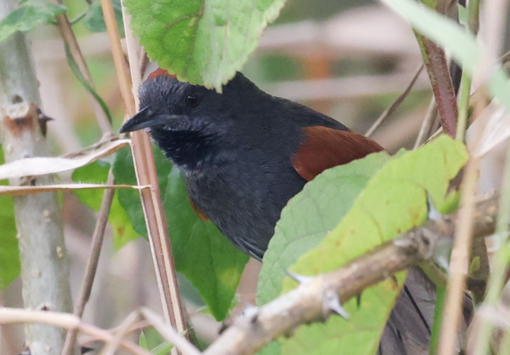 Slaty Spinetail