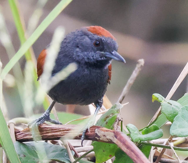 Slaty Spinetail