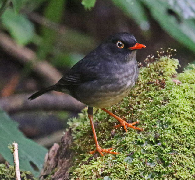 Slaty-backed Nightingale-thrush