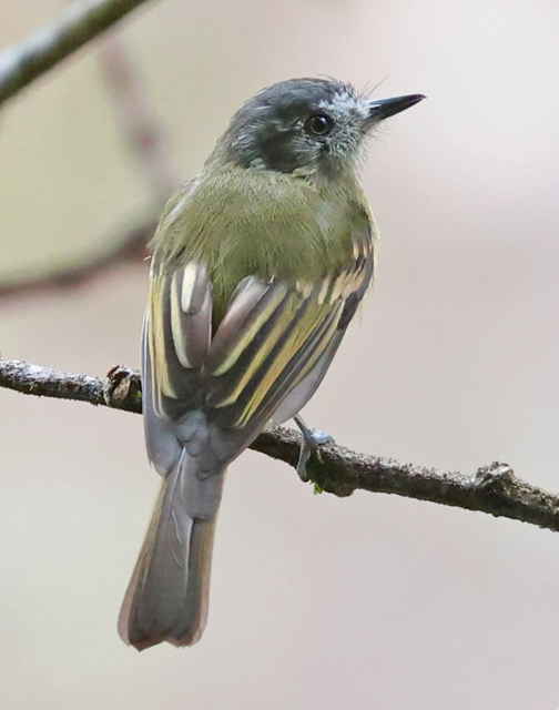 Slaty-capped Flycatcher