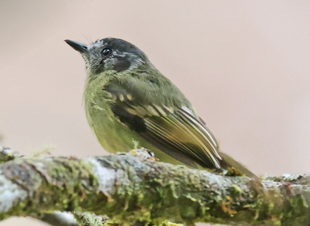Slaty-capped Flycatcher