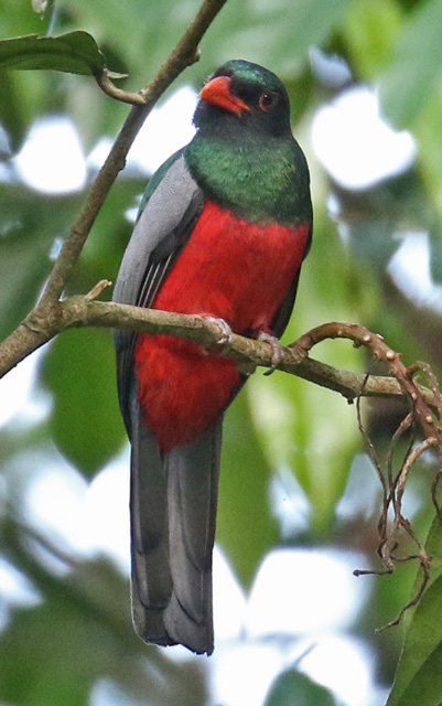 Slaty-tailed Trogon