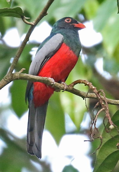 Slaty-tailed Trogon