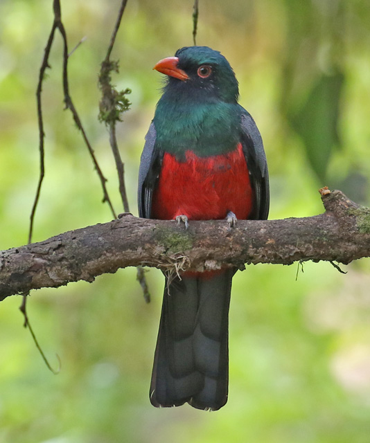 Slaty-tailed Trogon