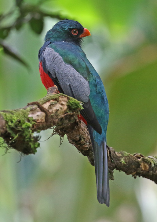 Slaty-tailed Trogon
