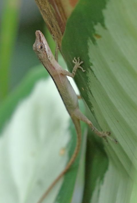 Slender Anole Lizard